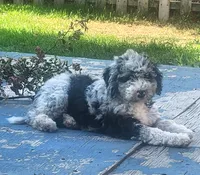 Jin, a male Sheepadoodle for sale in Spokane, WA – 6 of 6