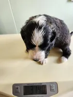 Brunei, a male Sheepadoodle for sale in Spokane, WA – Photo 4 of 5