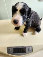 Brunei, a male Sheepadoodle for sale in Spokane, WA – Photo 5 of 5