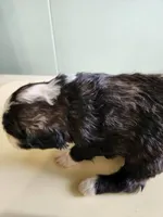 Brunei, a male Sheepadoodle for sale in Spokane, WA – Photo 2 of 5