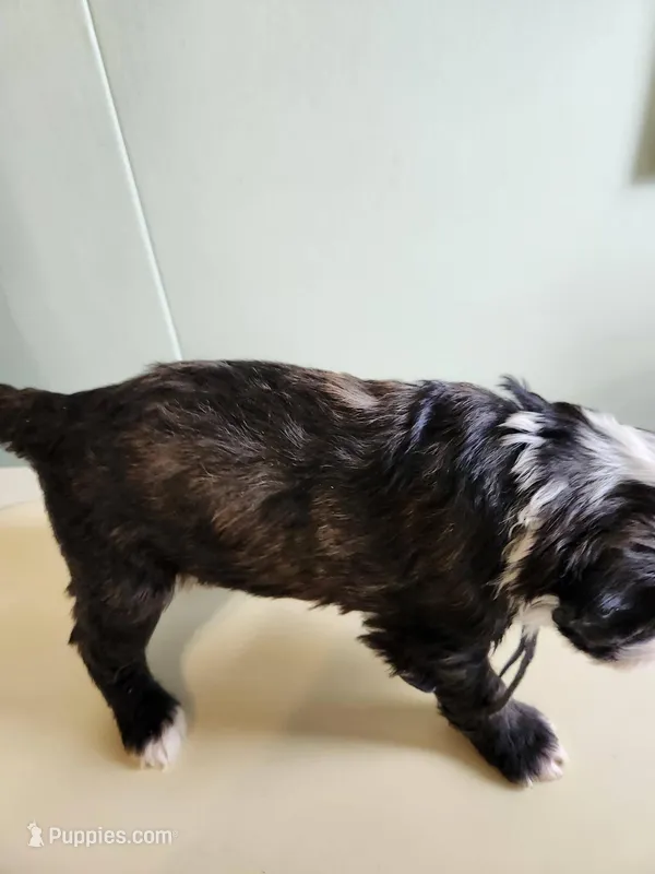 Brunei – Sheepadoodle puppy for sale in Spokane, WA