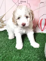 Mini Sheepadoodle #8, a male Sheepadoodle for sale in Spokane, WA – 8 of 8