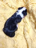 Mini Sheepadoodle #3, a male Sheepadoodle for sale in Spokane, WA – 2 of 3