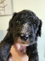 Barbuda, a male Sheepadoodle for sale in Spokane, WA – Photo 2 of 4