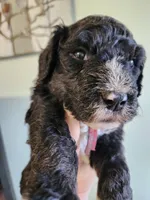 Barbuda, a male Sheepadoodle for sale in Spokane, WA – Photo 3 of 4