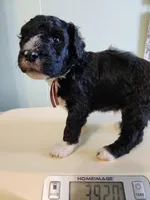 Barbuda, a male Sheepadoodle for sale in Spokane, WA – Photo 1 of 4