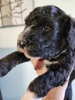 Barbuda, a male Sheepadoodle for sale in Spokane, WA – Photo 4 of 4