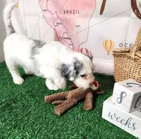 Giorgio, a male French Bulldog and Poodle - Miniature  for sale in Spokane, WA – 9 of 9