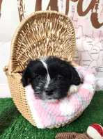 Frenchie Doodle 1, a male French Bulldog and Poodle - Miniature  for sale in Spokane, WA – 10 of 10