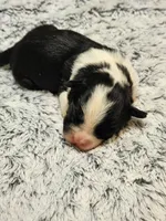 Frenchie Doodle 3, a female French Bulldog and Poodle - Miniature  for sale in Spokane, WA – 3 of 4