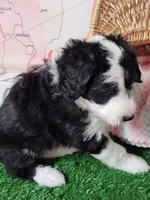 Mini Sheepadoodle #3, a female Sheepadoodle for sale in Spokane, WA – 5 of 7
