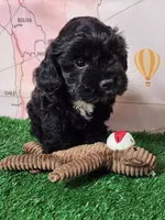 Frenchie Doodle 6, a male French Bulldog and Poodle - Miniature  for sale in Spokane, WA – 6 of 7