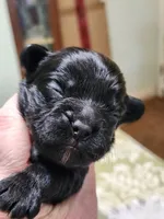 Frenchie Doodle 6, a male French Bulldog and Poodle - Miniature  for sale in Spokane, WA – 4 of 6