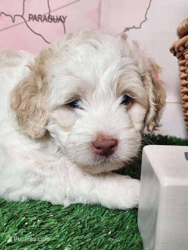 Mini Sheepadoodle #8 – Sheepadoodle puppy for sale in Spokane, WA