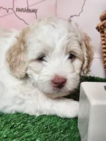 Mini Sheepadoodle #8, a male Sheepadoodle for sale in Spokane, WA – 1 of 8