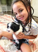 Frenchie Doodle 3, a female French Bulldog and Poodle - Miniature  for sale in Spokane, WA – 3 of 9