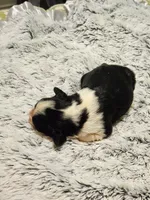 Frenchie Doodle 3, a female French Bulldog and Poodle - Miniature  for sale in Spokane, WA – 2 of 4