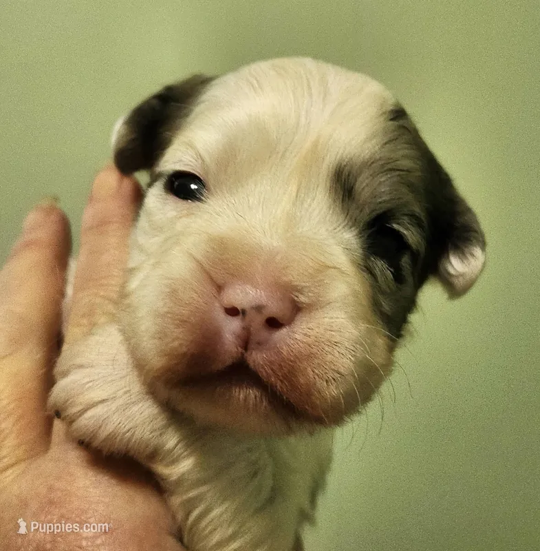 Frenchie Doodle 5 – French Bulldog, Poodle - Miniature  puppy for sale in Spokane, WA