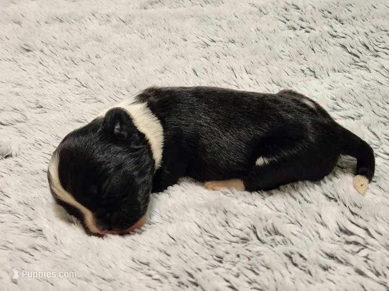 Frenchie Doodle 1 – French Bulldog, Poodle - Miniature  puppy for sale in Spokane, WA
