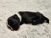 Frenchie Doodle 1, a male French Bulldog and Poodle - Miniature  for sale in Spokane, WA – 1 of 3