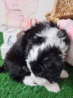Mini Sheepadoodle #3, a female Sheepadoodle for sale in Spokane, WA – 7 of 7