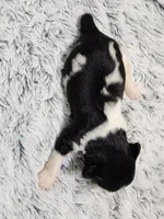 Frenchie Doodle 7, a male French Bulldog and Poodle - Miniature  for sale in Spokane, WA – 3 of 4