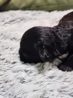 Frenchie Doodle 6, a male French Bulldog and Poodle - Miniature  for sale in Spokane, WA – 2 of 6