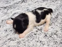 Frenchie Doodle 7, a male French Bulldog and Poodle - Miniature  for sale in Spokane, WA – 4 of 4