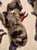 Blue, a male Sheepadoodle for sale in Spokane, WA – Photo 5 of 5