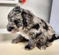 Blue, a male Sheepadoodle for sale in Spokane, WA – Photo 4 of 5