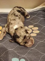 Blue, a male Sheepadoodle for sale in Spokane, WA – Photo 1 of 5