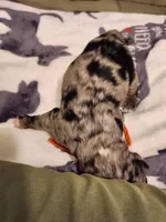 Blue, a male Sheepadoodle for sale in Spokane, WA – Photo 2 of 5