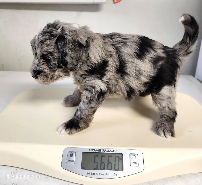 Blue – Sheepadoodle puppy on hold in Spokane, WA