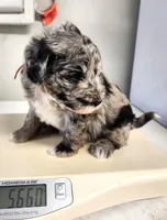 Blue, a male Sheepadoodle for sale in Spokane, WA – Photo 2 of 5