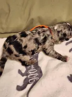 Blue, a male Sheepadoodle for sale in Spokane, WA – Photo 4 of 5