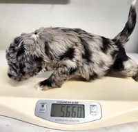 Blue, a male Sheepadoodle for sale in Spokane, WA – Photo 5 of 5