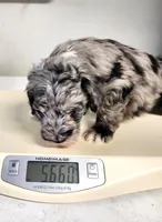 Blue, a male Sheepadoodle for sale in Spokane, WA – Photo 3 of 5