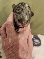 Blue, a male Sheepadoodle for sale in Spokane, WA – Photo 3 of 5