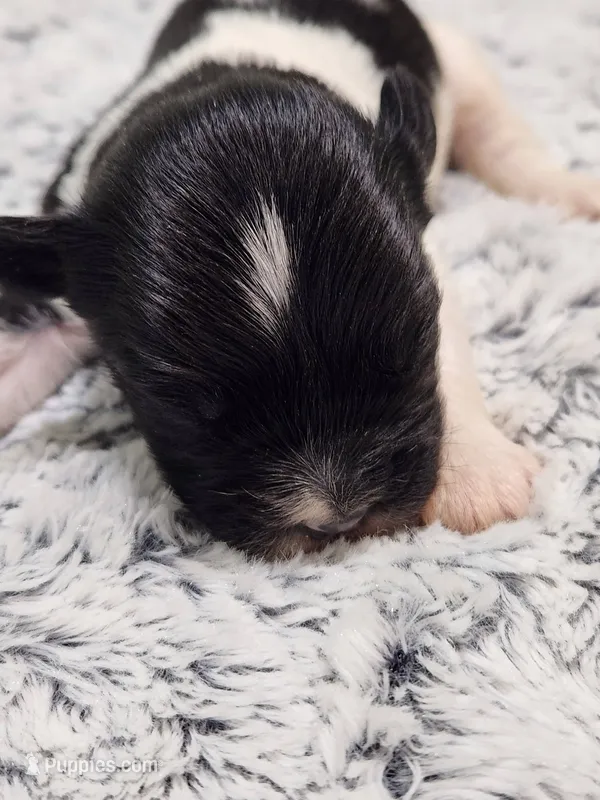 Frenchie Doodle 7 – French Bulldog, Poodle - Miniature  puppy for sale in Spokane, WA