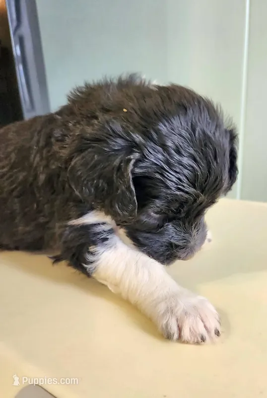 Qatar – Sheepadoodle puppy for sale in Spokane, WA