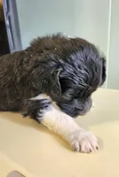 Qatar, a male Sheepadoodle for sale in Spokane, WA – Photo 1 of 5