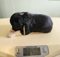 Qatar, a male Sheepadoodle for sale in Spokane, WA – Photo 2 of 5