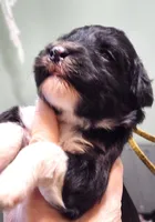 Qatar, a male Sheepadoodle for sale in Spokane, WA – Photo 5 of 5