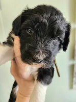 Qatar, a male Sheepadoodle for sale in Spokane, WA – Photo 3 of 5