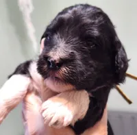 Qatar, a male Sheepadoodle for sale in Spokane, WA – Photo 4 of 5