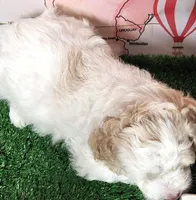 Mini Sheepadoodle #8, a male Sheepadoodle for sale in Spokane, WA – 4 of 8