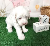 Mini Sheepadoodle #9, a male Sheepadoodle for sale in Spokane, WA – 4 of 10