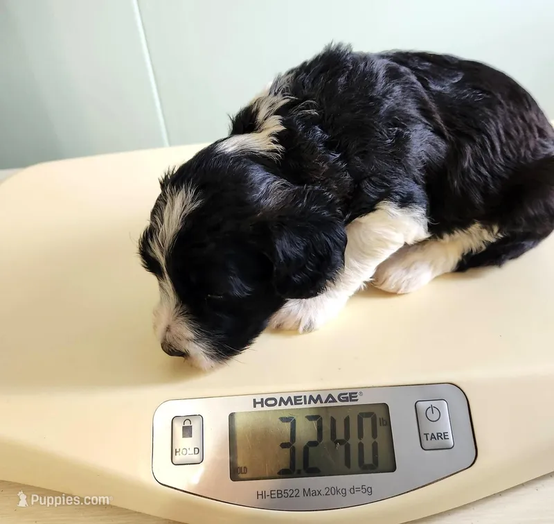 Kenya – Sheepadoodle puppy for sale in Spokane, WA