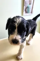 Kenya, a female Sheepadoodle for sale in Spokane, WA – Photo 2 of 4