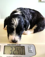 Kenya, a female Sheepadoodle for sale in Spokane, WA – Photo 3 of 4
